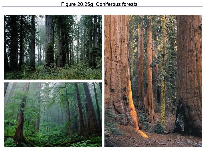 Figure 20. 25 g Coniferous forests 