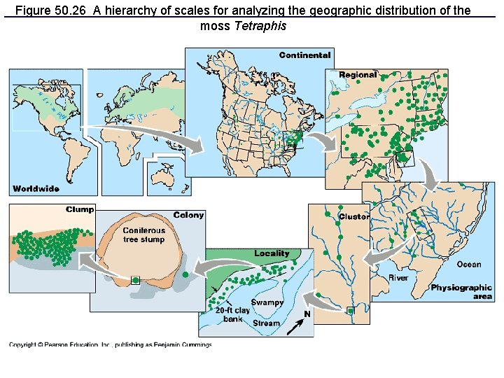 Figure 50. 26 A hierarchy of scales for analyzing the geographic distribution of the
