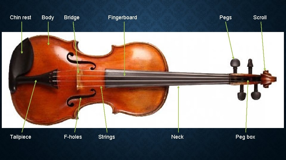 Chin rest Tailpiece Body Bridge F-holes Fingerboard Strings Pegs Neck Scroll Peg box 