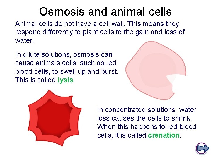 Osmosis and animal cells Animal cells do not have a cell wall. This means
