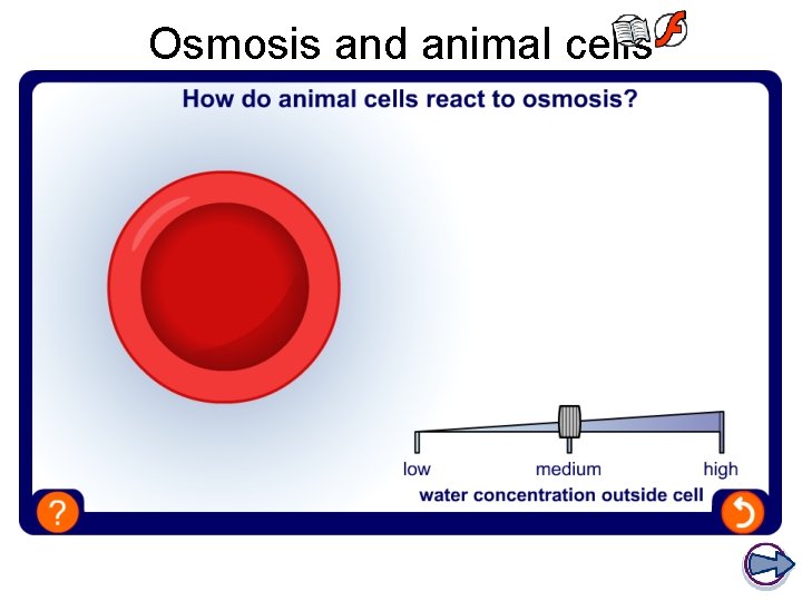 Osmosis and animal cells 