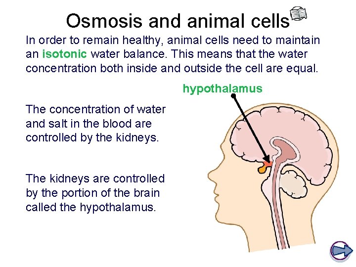 Osmosis and animal cells In order to remain healthy, animal cells need to maintain