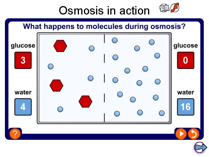 Osmosis in action 