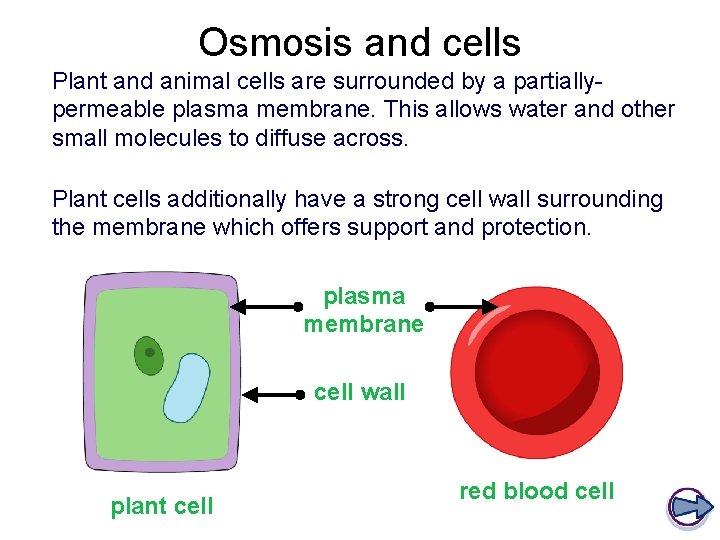 Osmosis and cells Plant and animal cells are surrounded by a partiallypermeable plasma membrane.