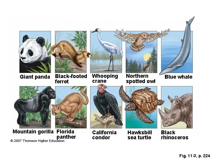 Giant panda Black-footed Whooping crane ferret Mountain gorilla Florida panther California condor Northern spotted