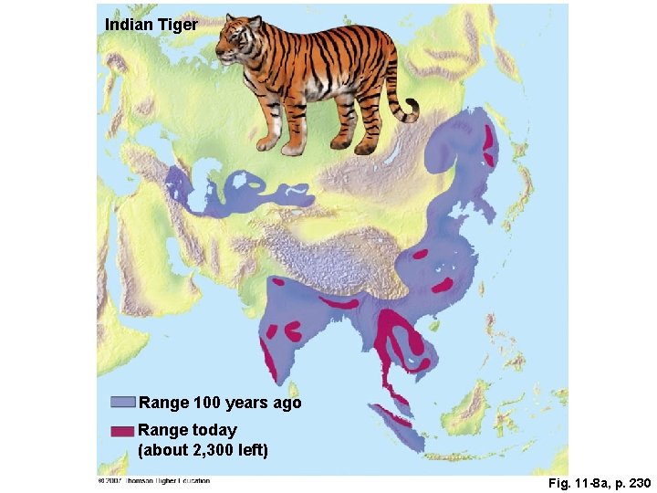 Indian Tiger Range 100 years ago Range today (about 2, 300 left) Fig. 11