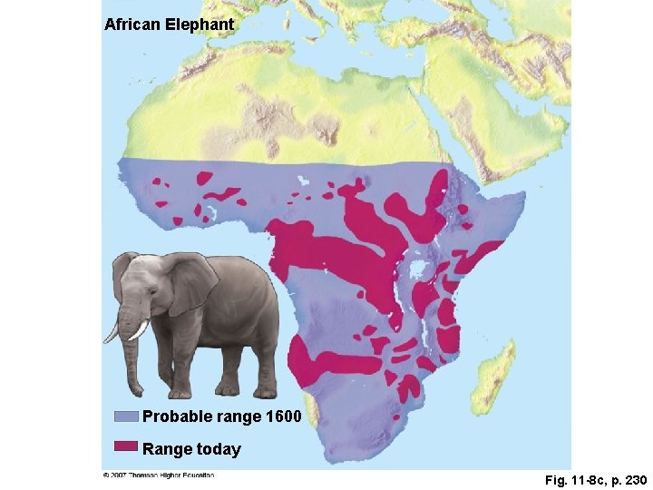 African Elephant Probable range 1600 Range today Fig. 11 -8 c, p. 230 