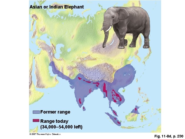 Asian or Indian Elephant Former range Range today (34, 000– 54, 000 left) Fig.