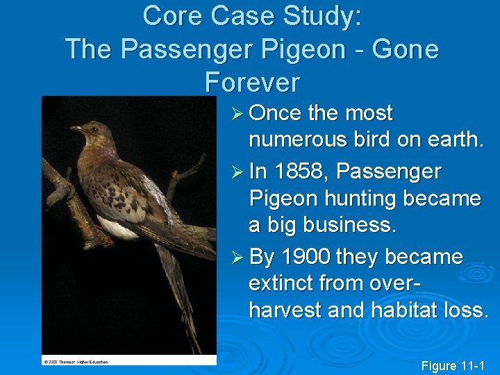 Core Case Study: The Passenger Pigeon - Gone Forever Ø Once the most numerous