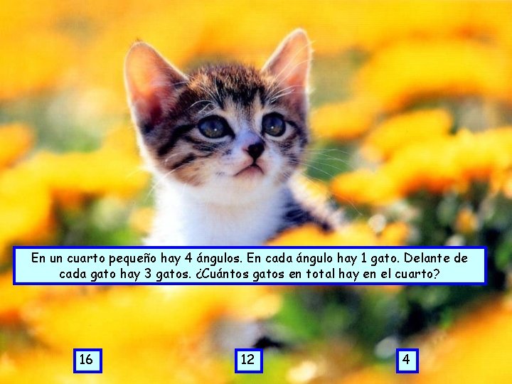En un cuarto pequeño hay 4 ángulos. En cada ángulo hay 1 gato. Delante En un cuarto pequeño hay 4 ángulos. En cada ángulo hay 1 gato. Delante