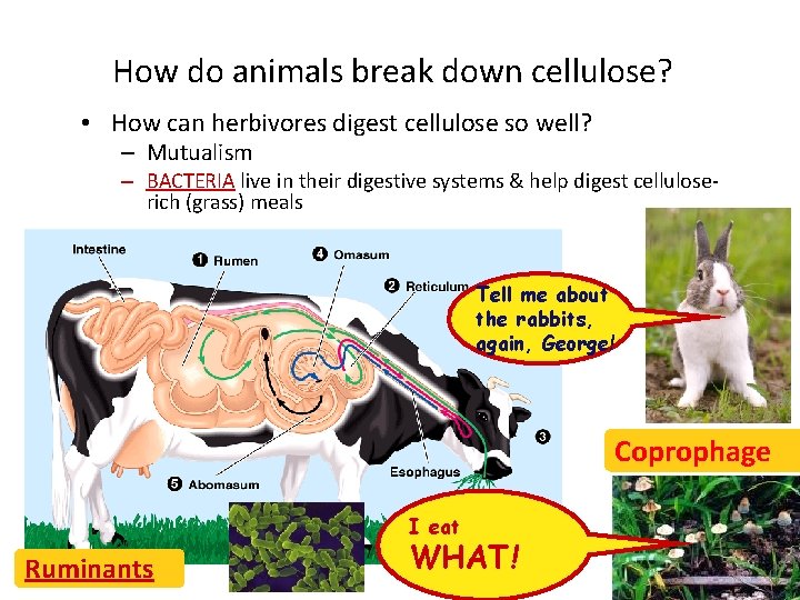 How do animals break down cellulose? • How can herbivores digest cellulose so well?