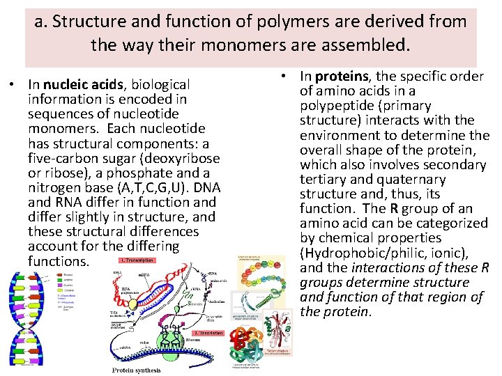 a. Structure and function of polymers are derived from the way their monomers are