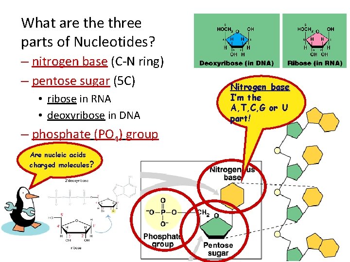 What are three parts of Nucleotides? – nitrogen base (C-N ring) – pentose sugar