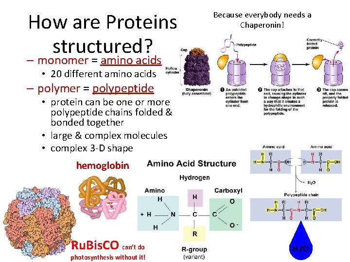 How are Proteins structured? Because everybody needs a Chaperonin! – monomer = amino acids