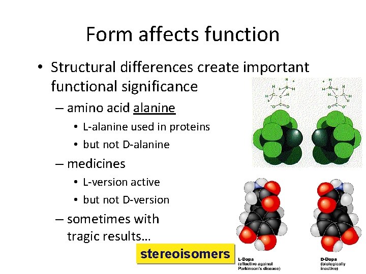 Form affects function • Structural differences create important functional significance – amino acid alanine