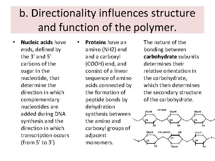 b. Directionality influences structure and function of the polymer. • Nucleic acids have ends,