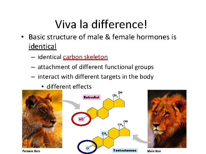 Viva la difference! • Basic structure of male & female hormones is identical –