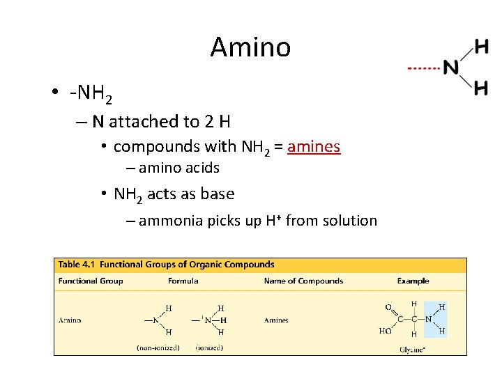 Amino • -NH 2 – N attached to 2 H • compounds with NH