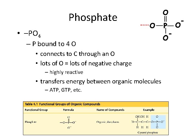 Phosphate • –PO 4 – P bound to 4 O • connects to C