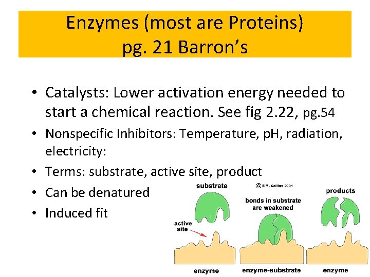 Enzymes (most are Proteins) pg. 21 Barron’s • Catalysts: Lower activation energy needed to