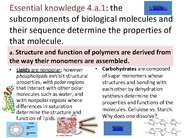 Trans fats Essential knowledge 4. a. 1: the subcomponents of biological molecules and their