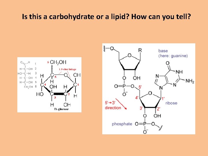 Is this a carbohydrate or a lipid? How can you tell? 