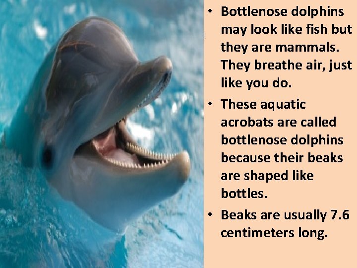  • Bottlenose dolphins may look like fish but they are mammals. They breathe