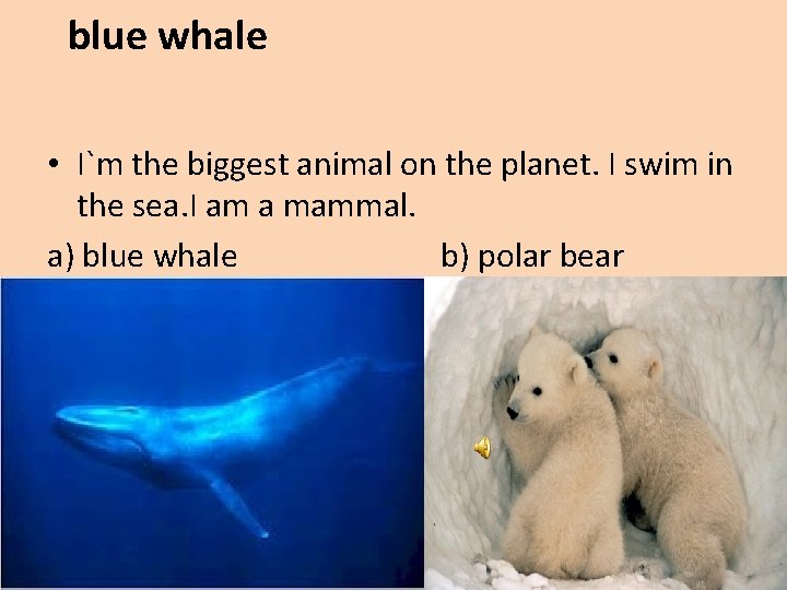 blue whale • I`m the biggest animal on the planet. I swim in the