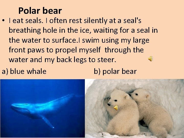 Polar bear • I eat seals. I often rest silently at a seal's breathing