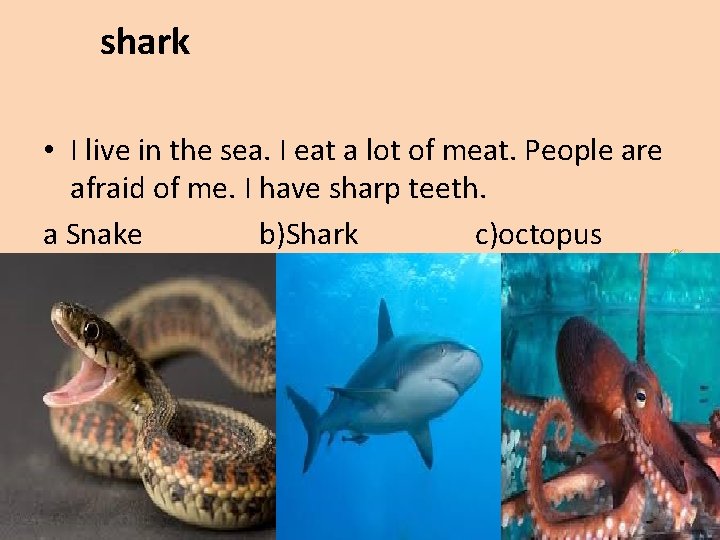 shark • I live in the sea. I eat a lot of meat. People