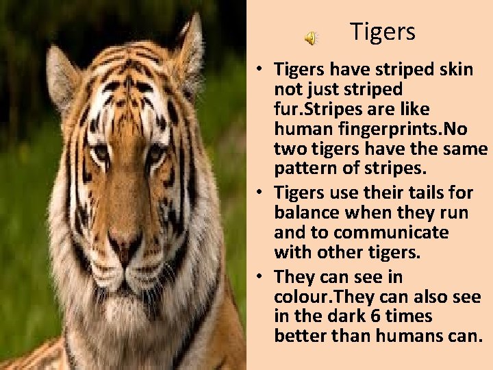 Tigers • Tigers have striped skin not just striped fur. Stripes are like human