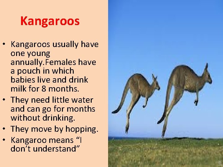 Kangaroos • Kangaroos usually have one young annually. Females have a pouch in which