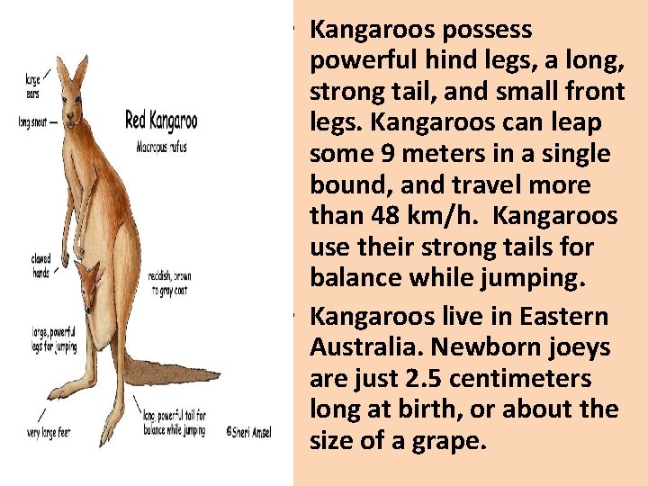  • Kangaroos possess powerful hind legs, a long, strong tail, and small front