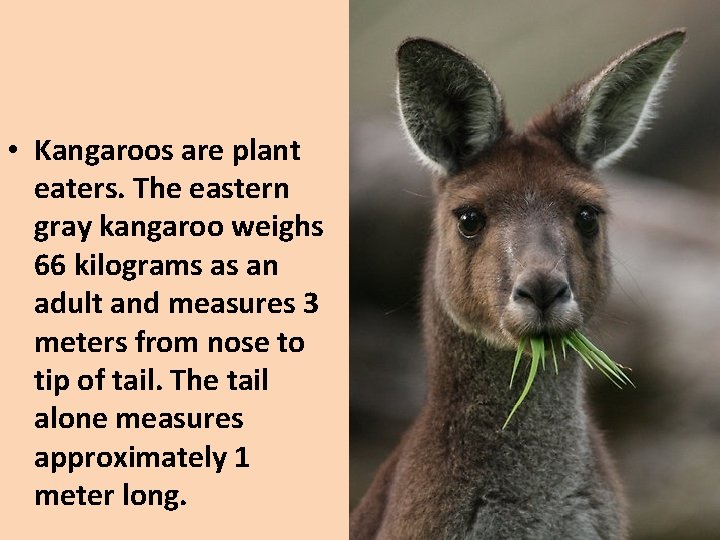  • Kangaroos are plant eaters. The eastern gray kangaroo weighs 66 kilograms as