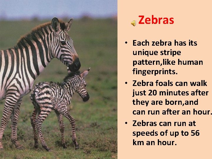 Zebras • Each zebra has its unique stripe pattern, like human fingerprints. • Zebra