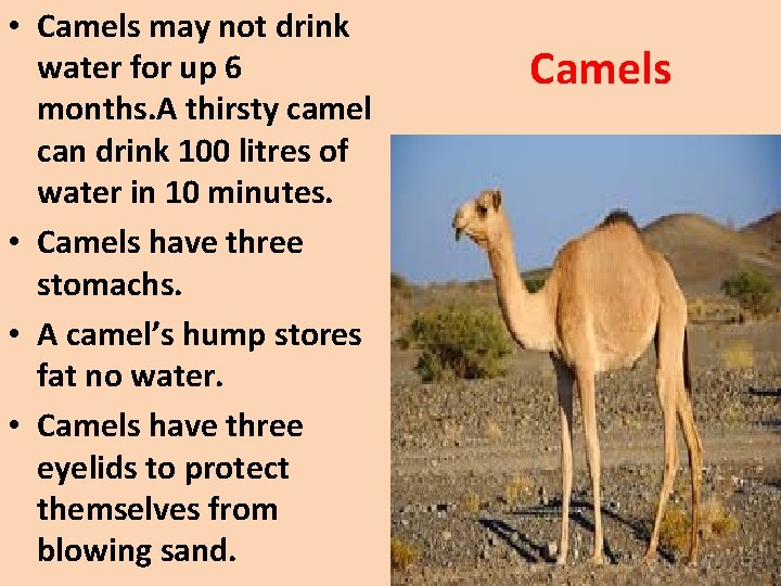  • Camels may not drink water for up 6 months. A thirsty camel