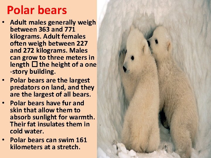 Polar bears • Adult males generally weigh between 363 and 771 kilograms. Adult females