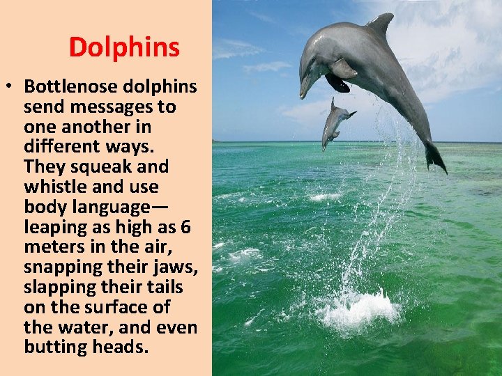 Dolphins • Bottlenose dolphins send messages to one another in different ways. They squeak