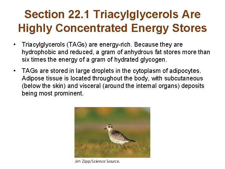 Section 22. 1 Triacylglycerols Are Highly Concentrated Energy Stores • Triacylglycerols (TAGs) are energy-rich.