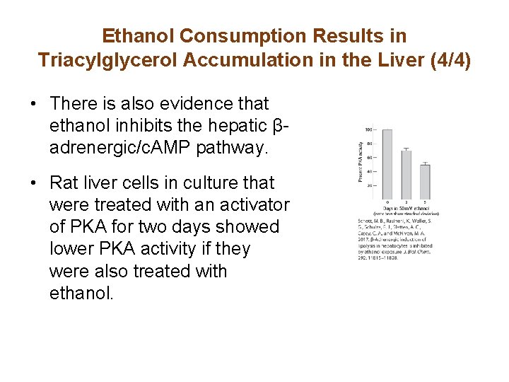 Ethanol Consumption Results in Triacylglycerol Accumulation in the Liver (4/4) • There is also