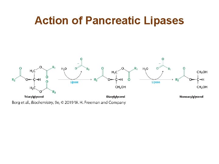 Action of Pancreatic Lipases 