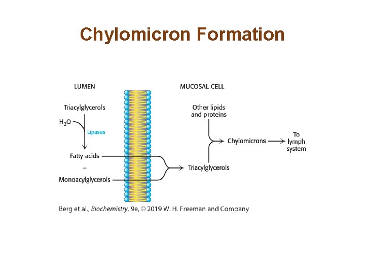 Chylomicron Formation 