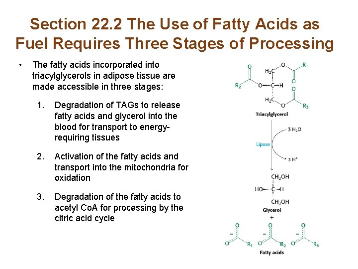 Section 22. 2 The Use of Fatty Acids as Fuel Requires Three Stages of