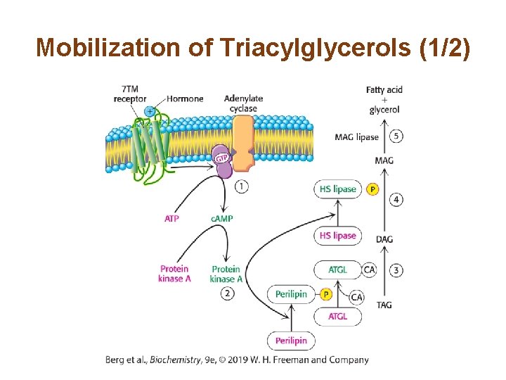 Mobilization of Triacylglycerols (1/2) 