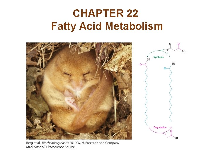 CHAPTER 22 Fatty Acid Metabolism 