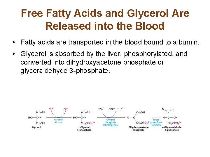 Free Fatty Acids and Glycerol Are Released into the Blood • Fatty acids are