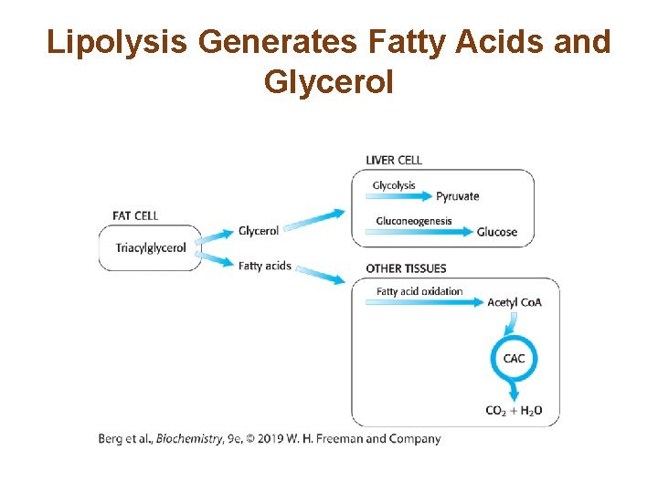 Lipolysis Generates Fatty Acids and Glycerol 