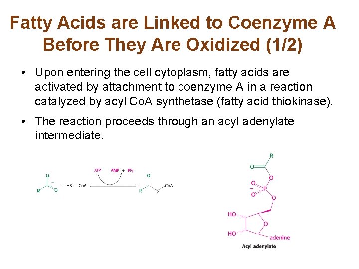 Fatty Acids are Linked to Coenzyme A Before They Are Oxidized (1/2) • Upon