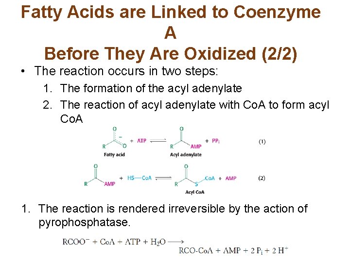 Fatty Acids are Linked to Coenzyme A Before They Are Oxidized (2/2) • The