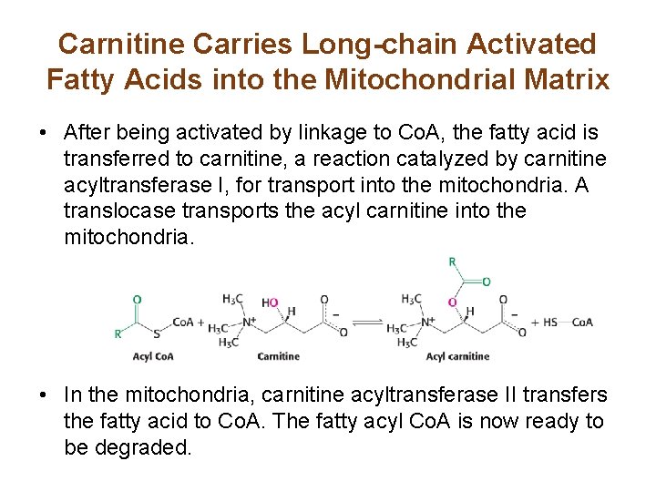 Carnitine Carries Long-chain Activated Fatty Acids into the Mitochondrial Matrix • After being activated